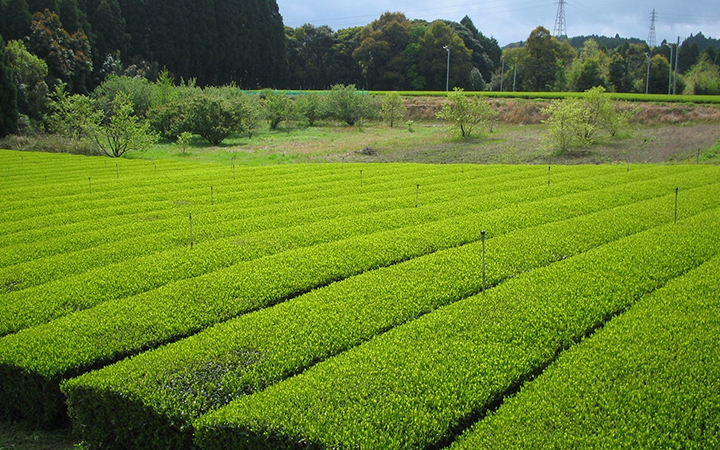 郷土料理に着想を得た一皿イメージ