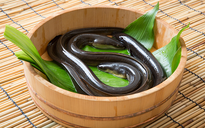 四万十うなぎ