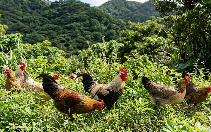やんばるハーブ鶏
