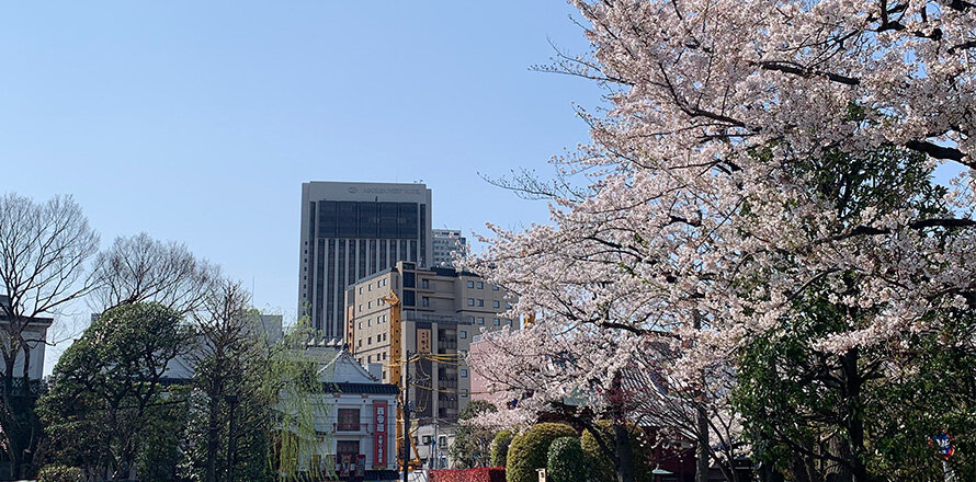 ホテルから徒歩15分圏内。桜の見られる観光名所4選！