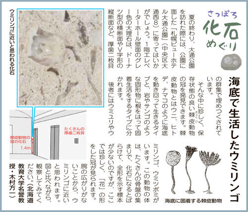 0825さっぽろ化石めぐり_ウミリンゴ.jpg